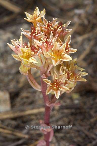 sedum obtusatum ssp obtusatum 8 graphic